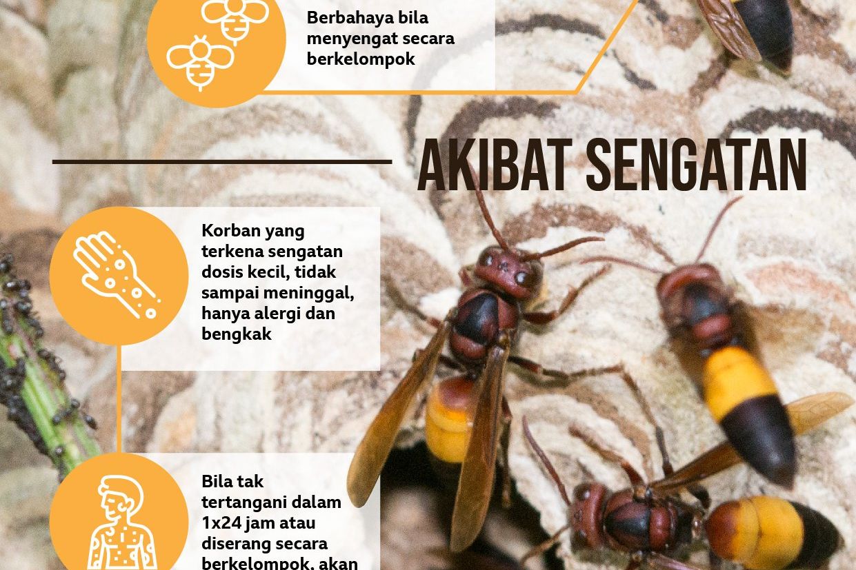 Disengat Tawon Vespa, Pencari Rumput di Banyuwangi Meninggal Dunia
