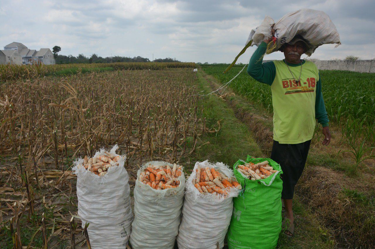 Kemarau, Hama Tikus Serang Jagung Petani Blitar