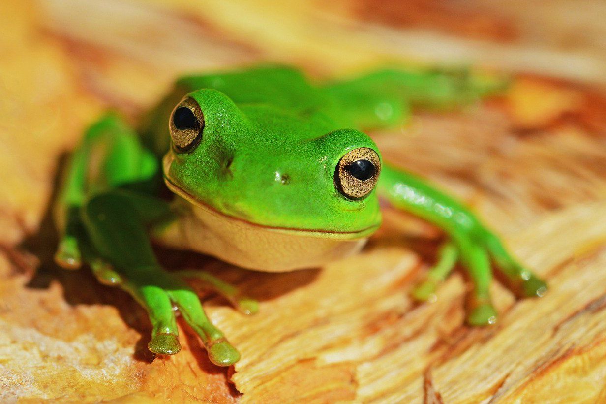 Bakteri di Kulit Katak Mampu Melindunginya dari Penyakit