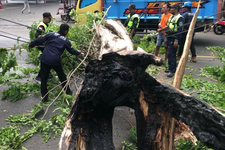 Diduga Usai Dibakar, Pohon Angsana Tumbang dan Sempat Menutup Jalan Mojosari-Pungging