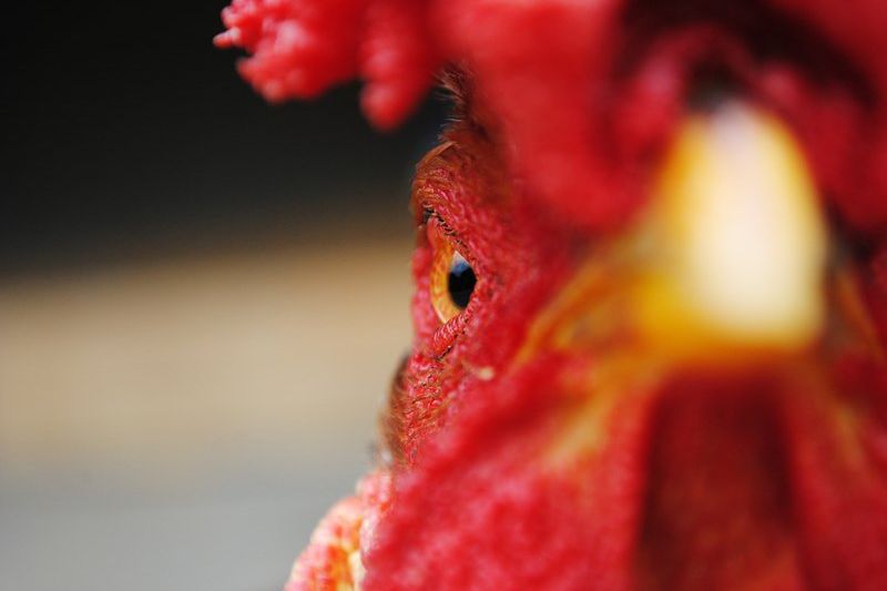 Pasangan Prancis Gugat Seekor Ayam Jantan di Pengadilan