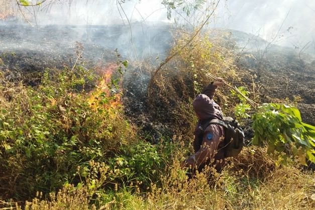 Hutan Jati dan Lahan di Tiga Kecamatan di Mojokerto Terbakar