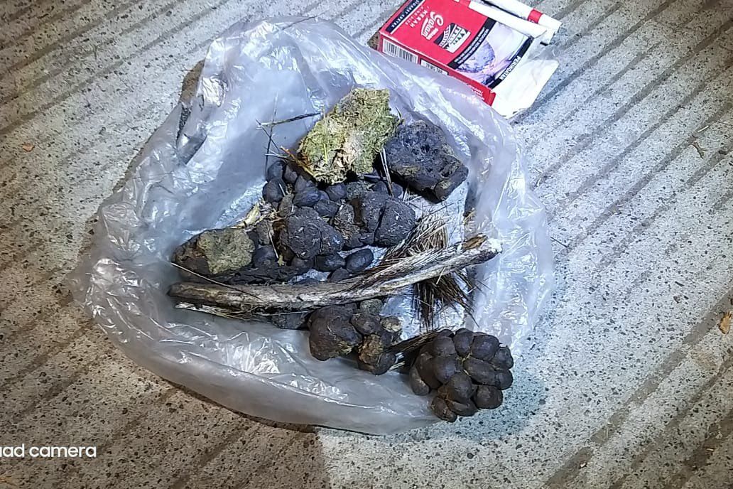 BBKSDA Pastikan Bangkai Hewan Terbakar di Lereng Welirang Adalah Rusa Timur