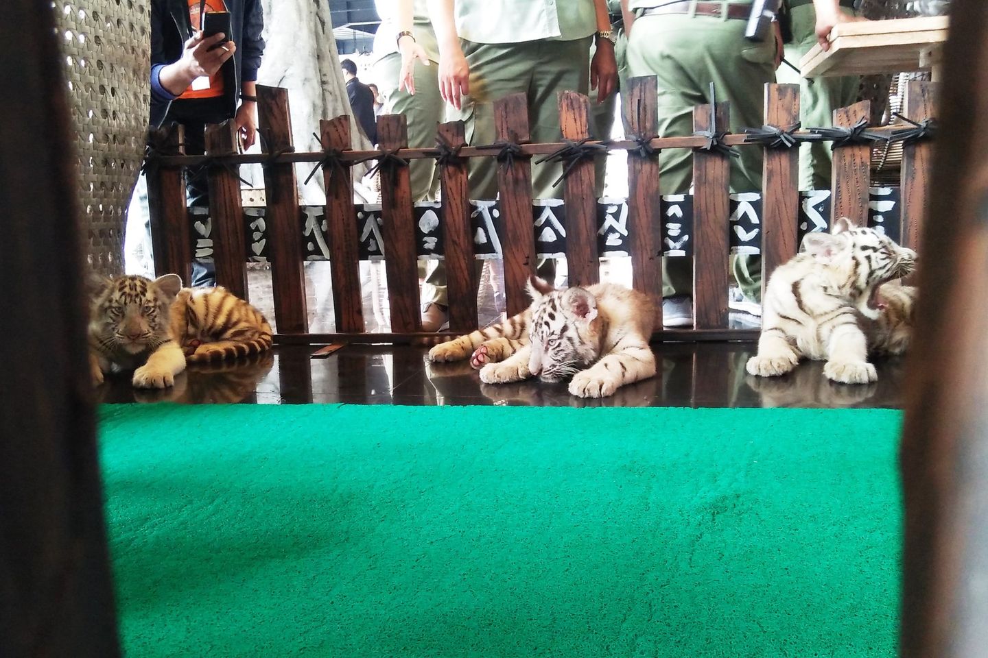 Tingkah Menggemaskan Tiga Anak Harimau Benggala Menunggu Khofifah