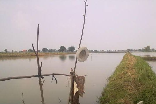 Musim Hujan Tiba, Dinas Perikanan Lamongan Siapkan 121,5 Ton Pupuk untuk Kolam Ikan