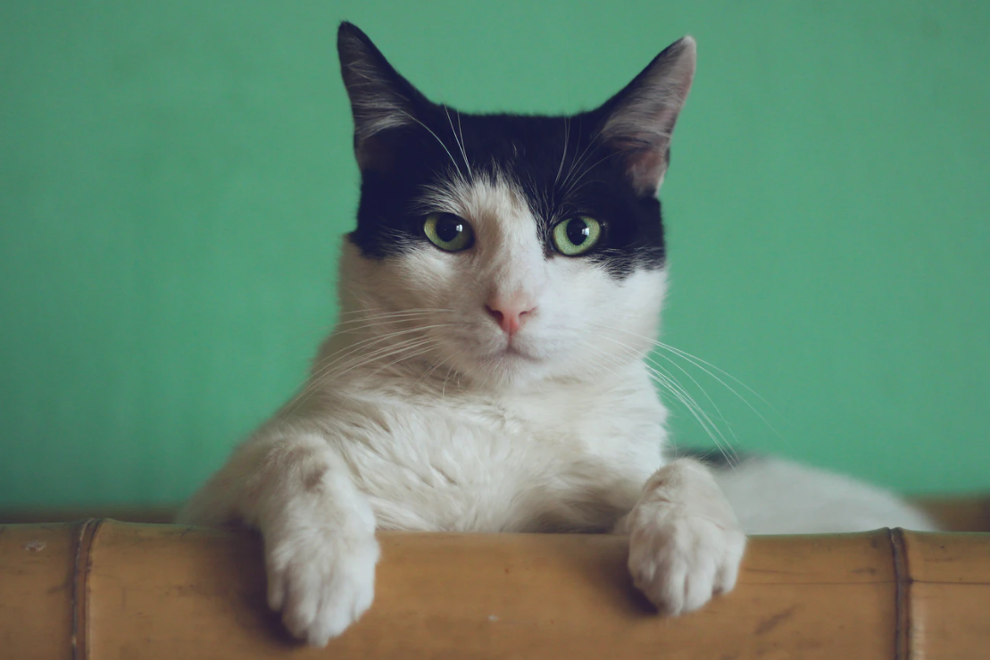 Ketahui Fakta Penularan <em>Tokso</em> dari Kucing