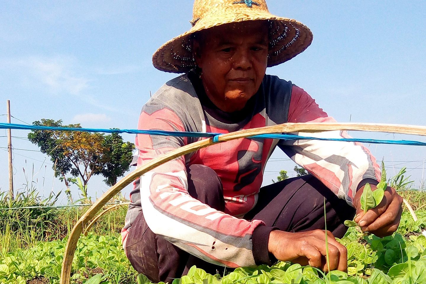 Temanggung Gelar Acara 1.000 Tumpeng Awali Tanam Tembakau