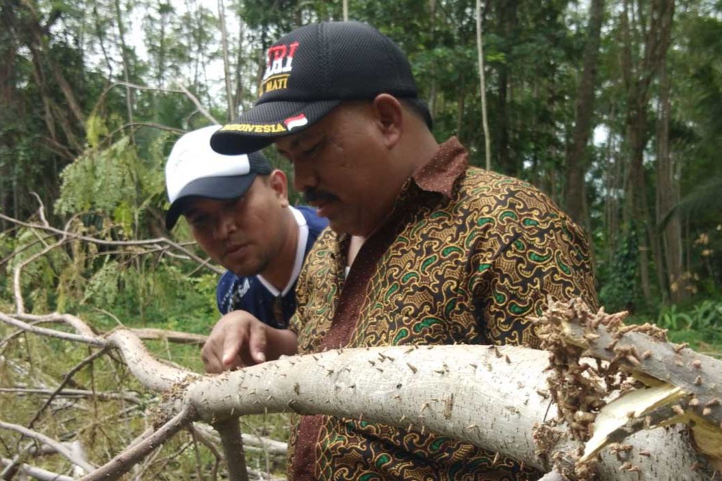 Petani Sengon di Probolinggo Resah Serangan “Ulat <em>Ice Cream</em>”