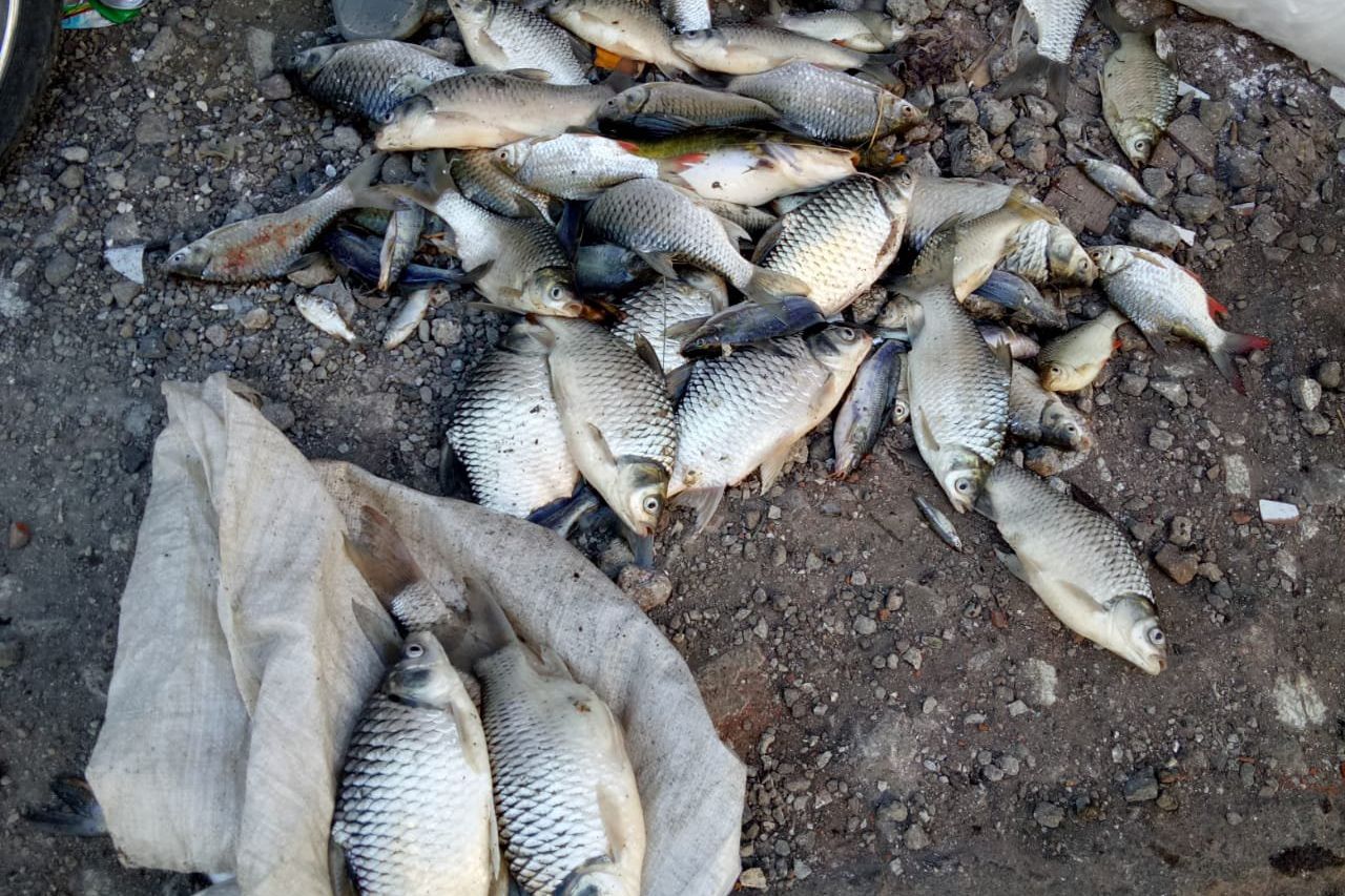 Banyak Ikan Mati, Air di Kali Surabaya Kekurangan Oksigen