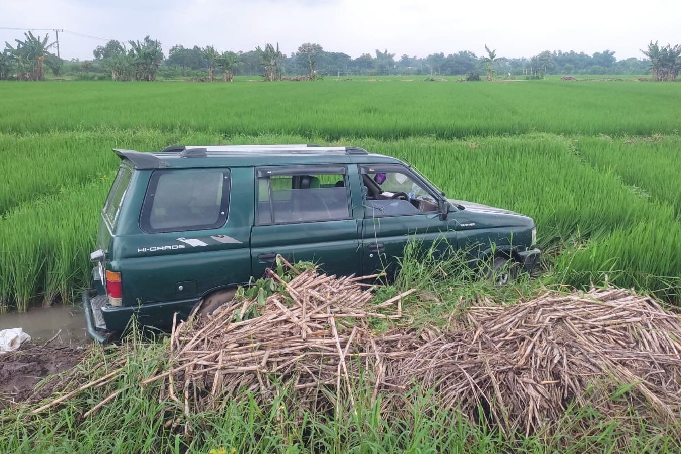 Ban Lepas, Mobil ini Nyemplung ke Sawah di Desa Medali Mojokerto