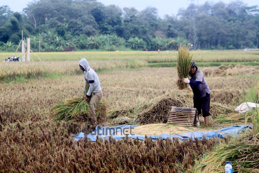 Gagal Panen, Petani di Lamongan Terima Asuransi
