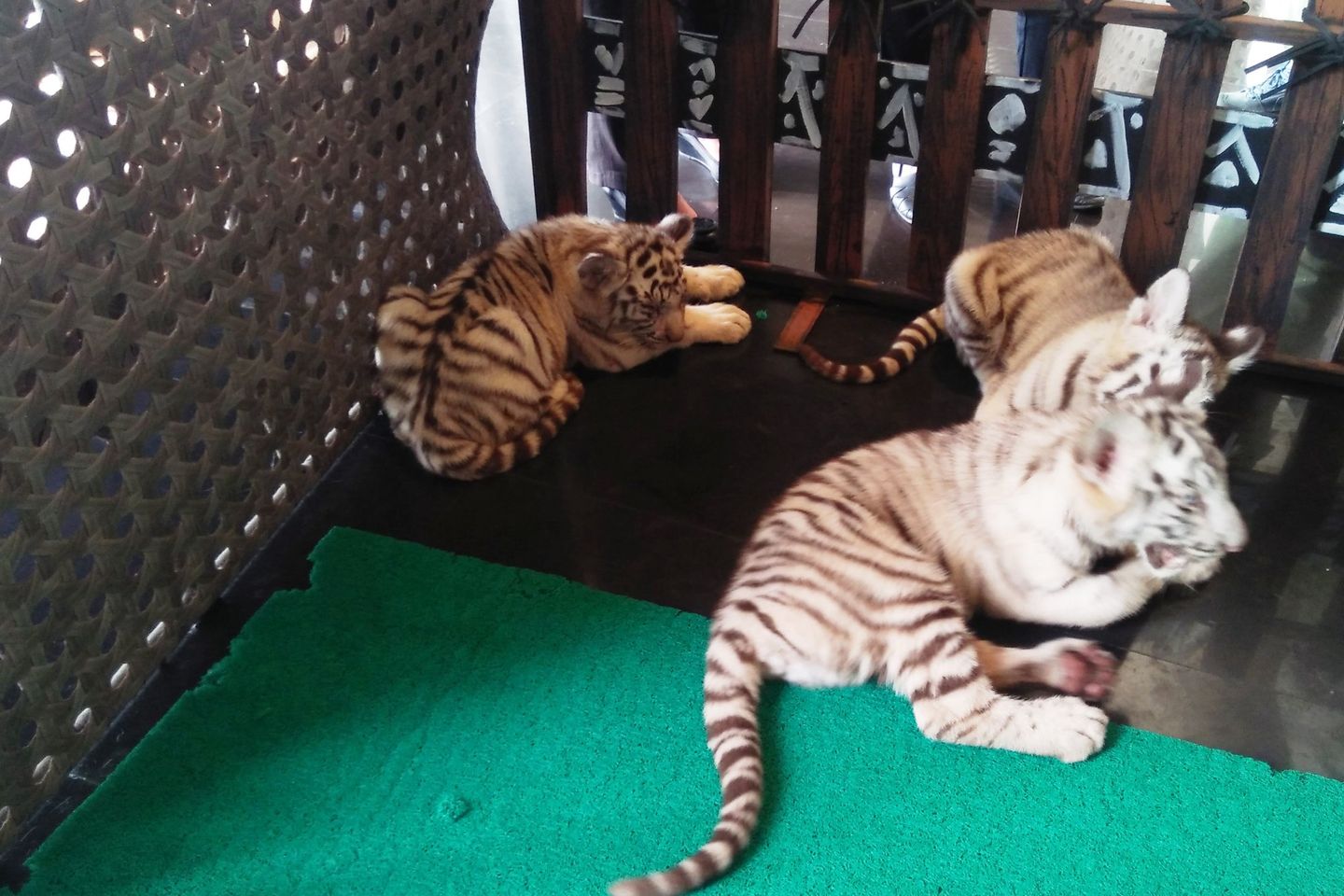Lebih Dekat dengan Tiga Bayi Harimau Benggala Taman Safari