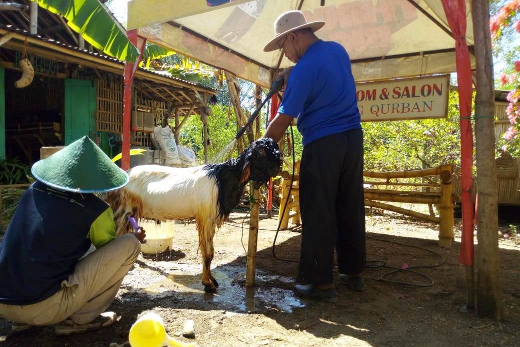 Penjual Hewan Kurban di Ponorogo Ini Buka Salon Khusus Kambing 