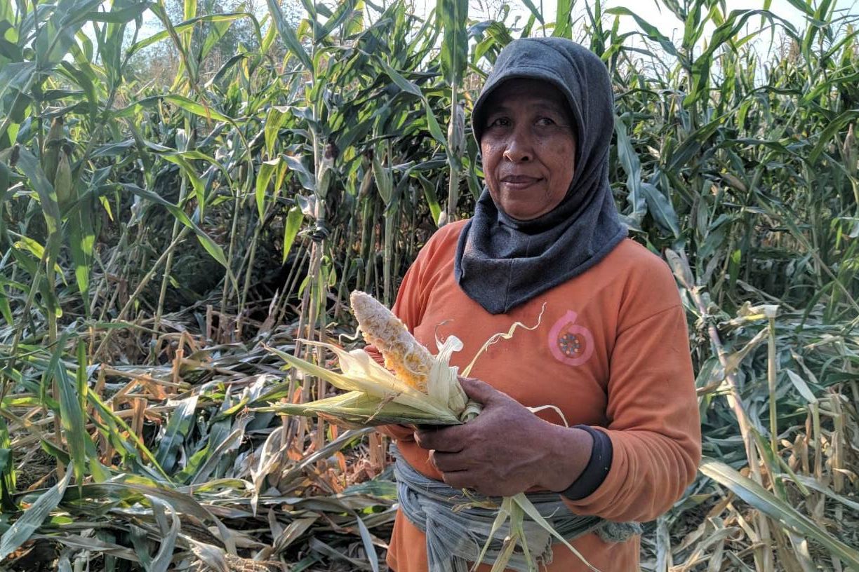 Tanaman Jagung Petani Sampung Ponorogo Dijarah Monyet Liar