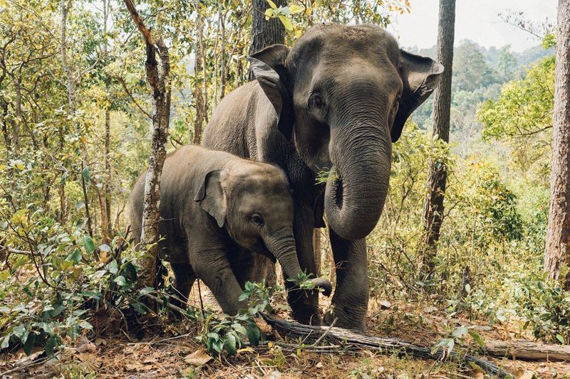 12 Gajah Masuk Pemukiman, Warga Nagan Raya Aceh Tunggu BKSDA