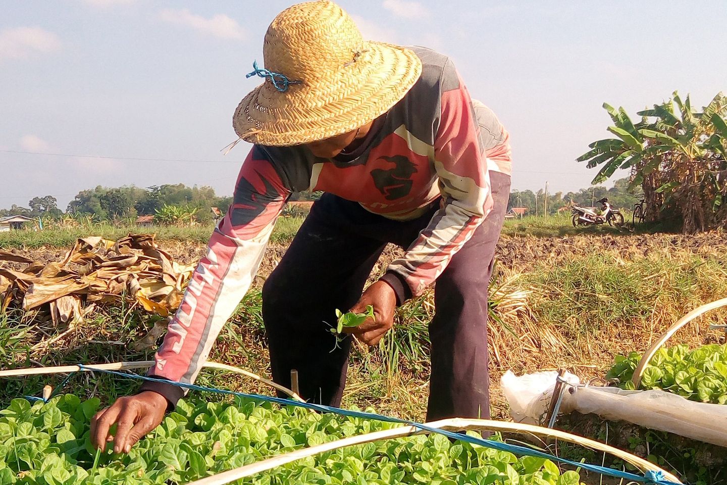 Agar Harga Tembakau Tak Terjun Bebas