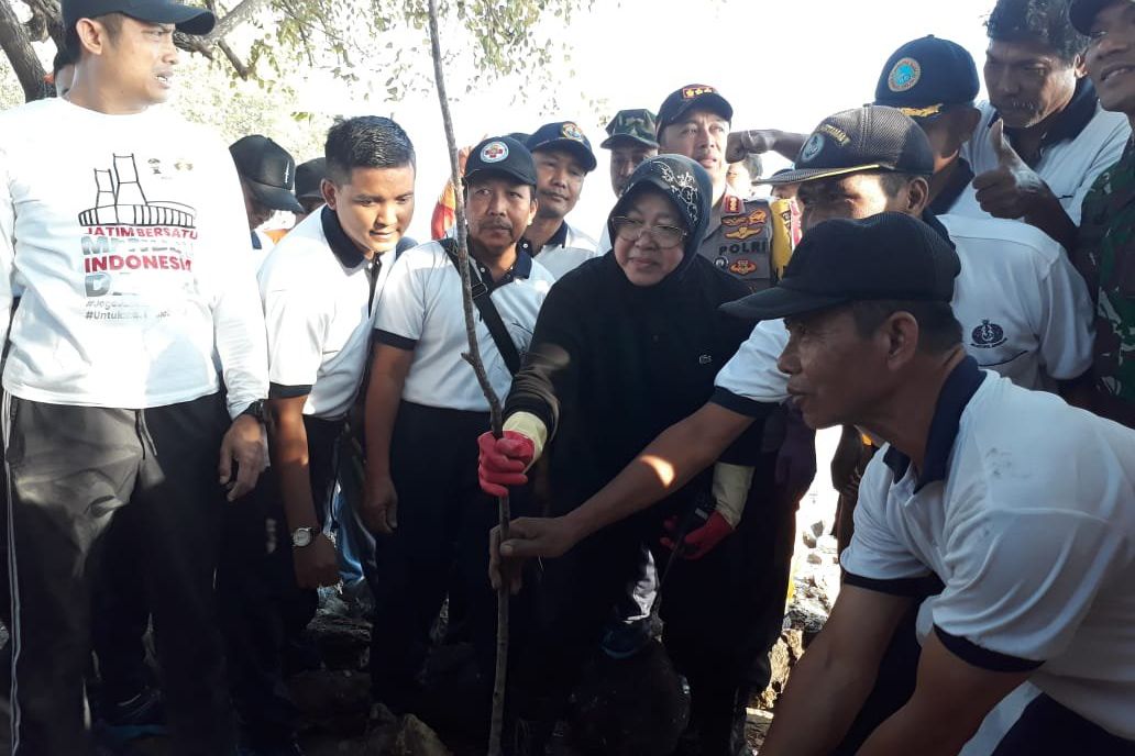Antisipasi <em>Global Warming</em> Risma Tanam Cemara Udang