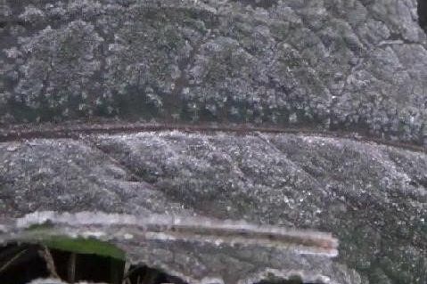 Fenomena Frozen Selimuti Kawasan Bromo