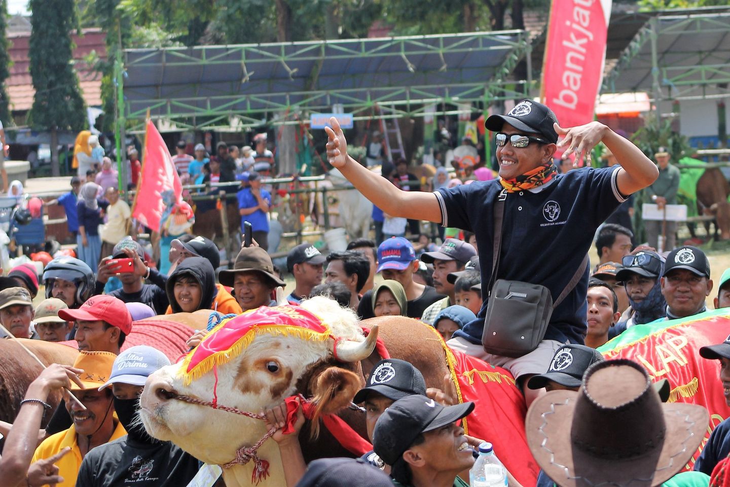 Sapi Berbobot Satu Ton 278 Kwintal Juarai Kontes Ternak Situbondo