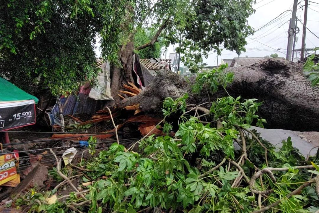 Pohon Tumbang di Mojosari Timpa Warung dan Motor, Dua Orang Terluka