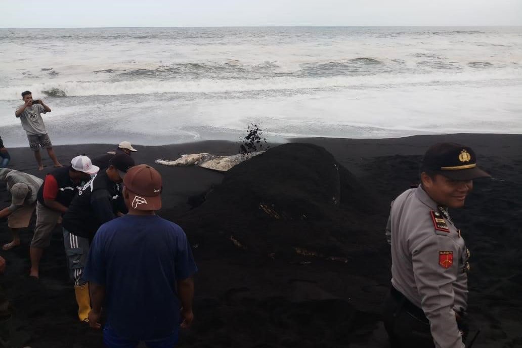 Paus Mati Terdampar di Lumajang, Diduga Kelompok Paus Balin
