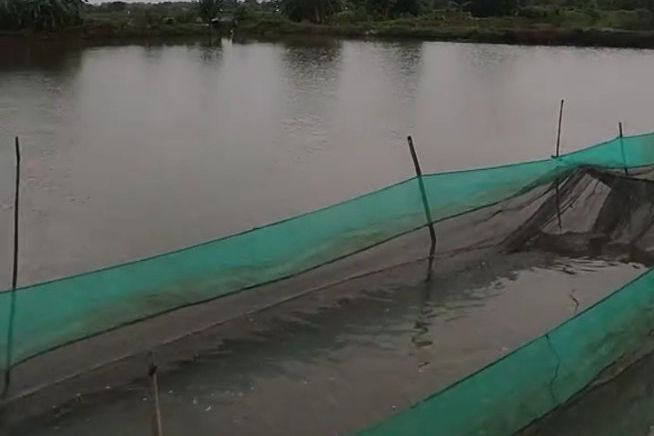 Pupuk Subsidi Belum Berlaku bagi Pembudidaya Ikan, Pupuk Nonsubsidi di Lamongan Tetap Disalurkan