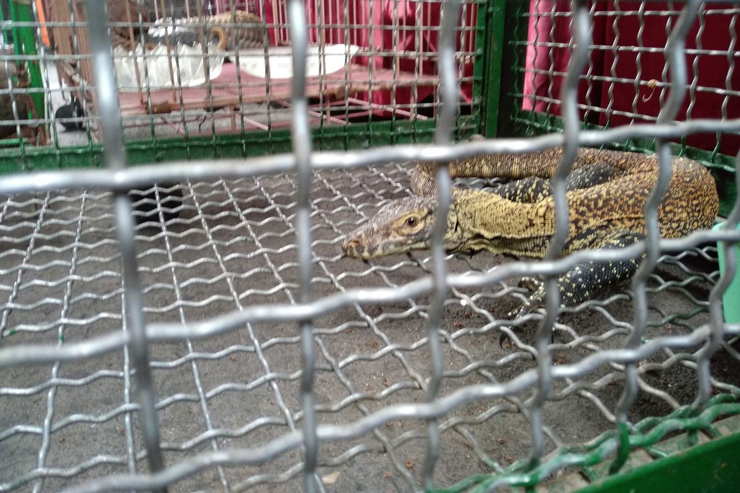Profauna Minta Polda Jatim Telusuri Asal Usul Komodo