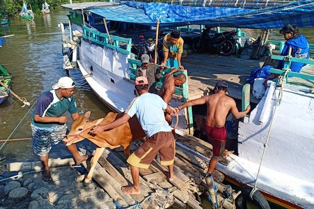 Pengiriman Sapi dari Madura ke Probolinggo Naik 20 Persen
