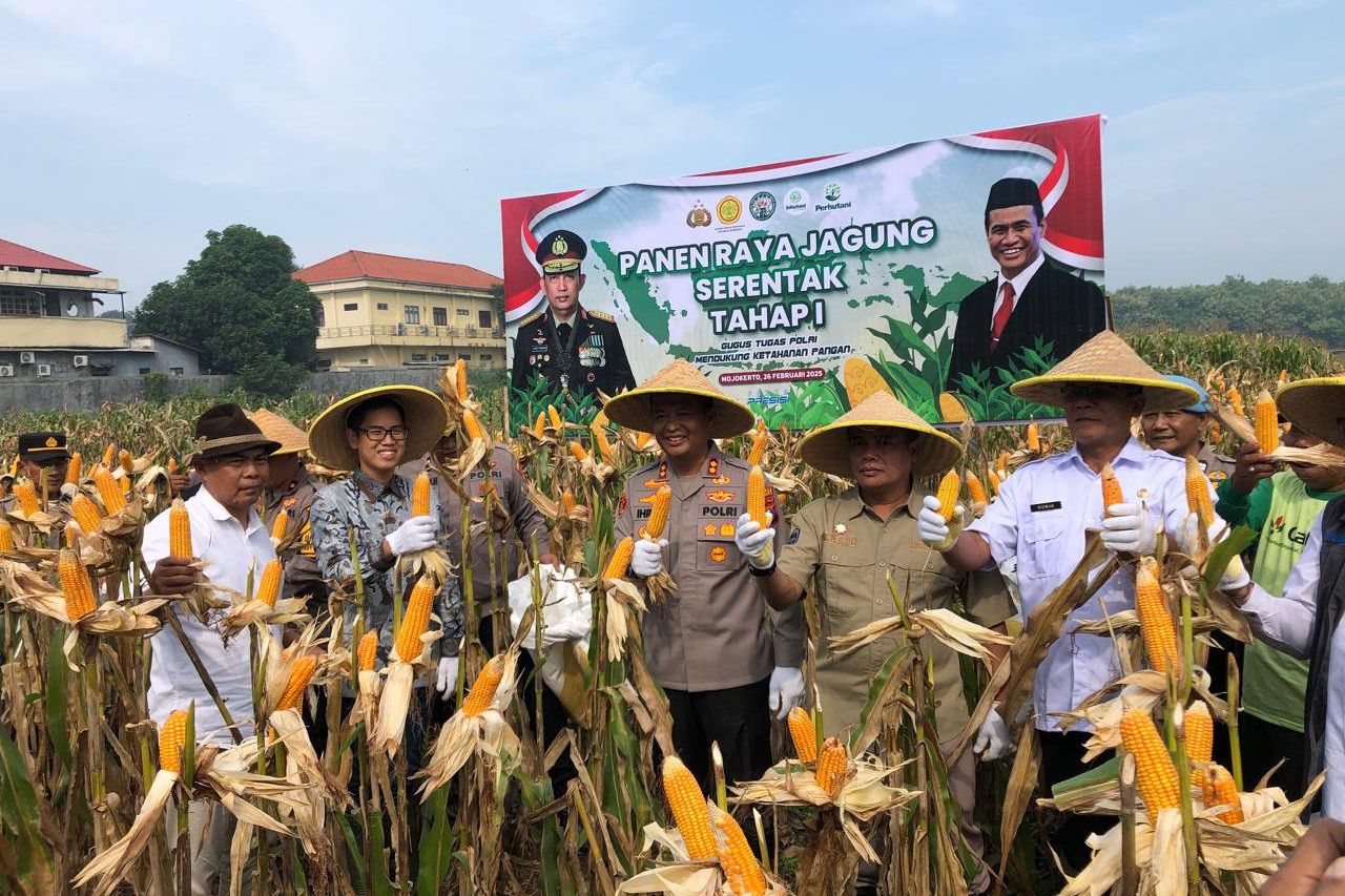 Gapoktan dan Polres Mojokerto Panen Raya Jagung, Tembus 14,56 Ton Per Hektar