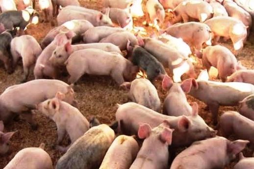 Dinas Peternakan Blitar Antisipasi Virus Kolera
