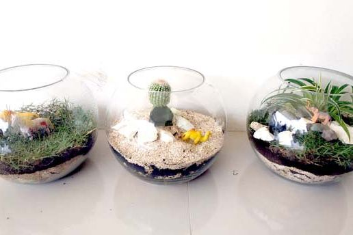 Terrarium, Miniatur Ekosistem sebagai Media Pembelajaran