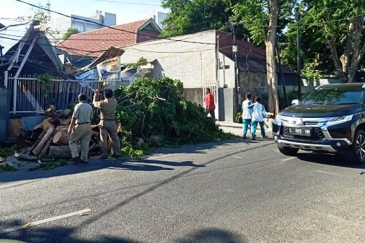 Pohon Sono Tumbang Hancurkan Garasi Rumah Warga Surabaya