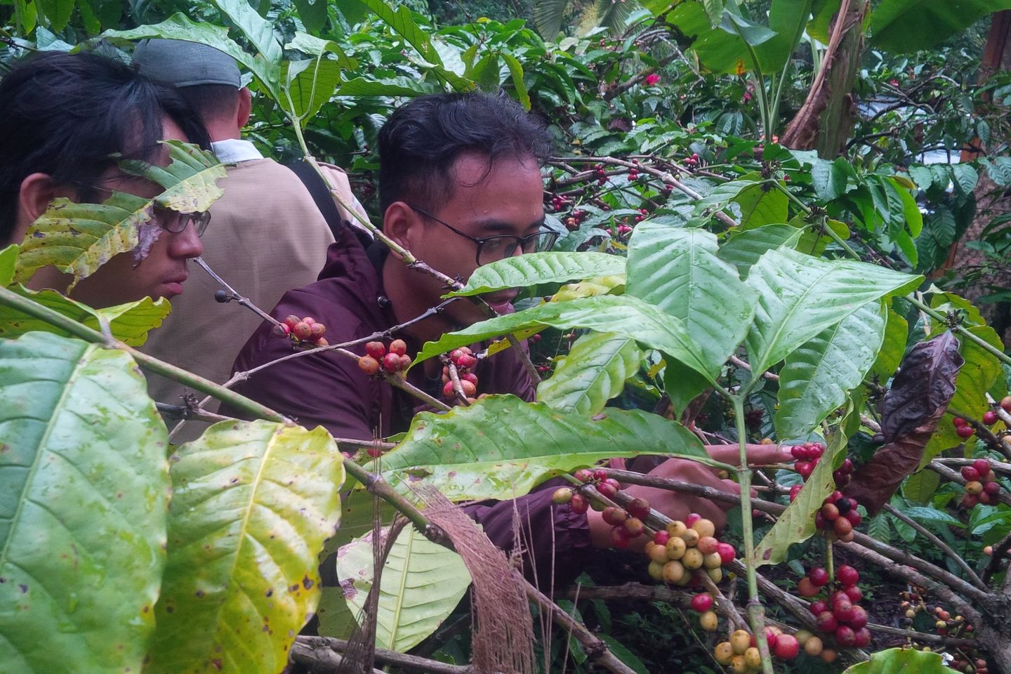 Petani Kopi di Sigi sedang Panen Raya
