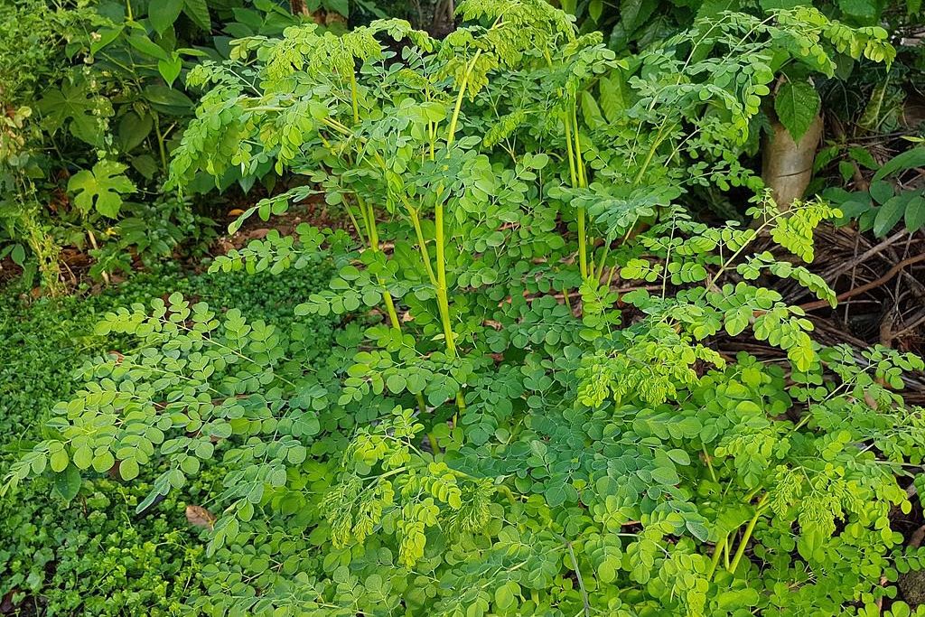 Daun Kelor Mengurangi Inflamasi Saat Sakit