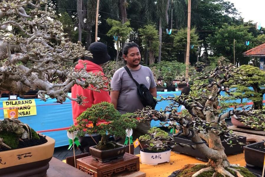 Ratusan Bonsai Ikuti Mobofest, Pameran Bonsai Skala Nasional di Mojokerto