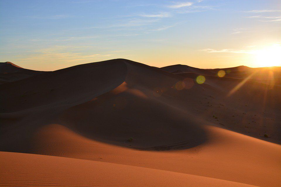 Ini Satwa dan Tumbuhan Penghuni Gurun Sahara