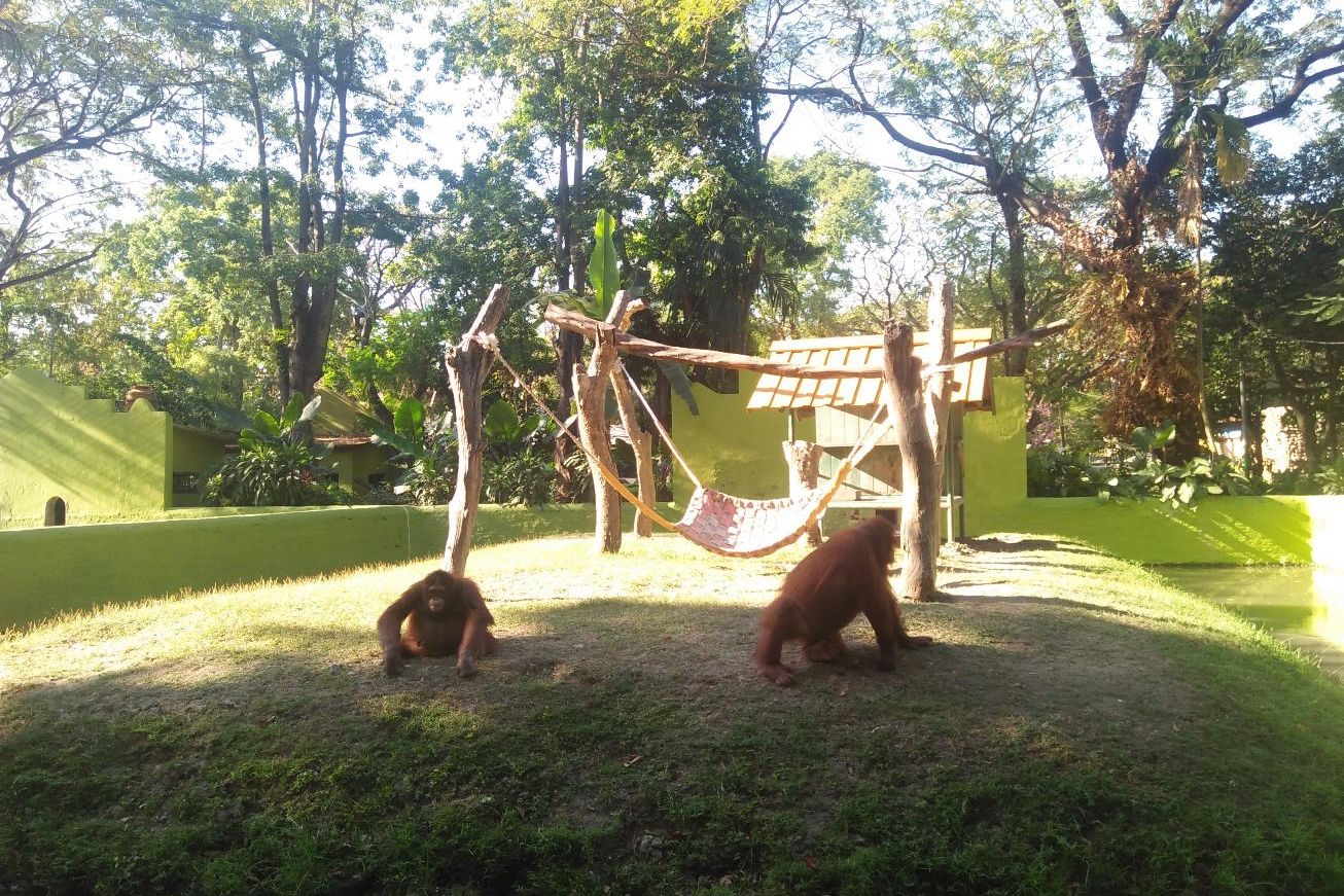 Begini Kronologi Pertengkaran Dua Orangutan di KBS