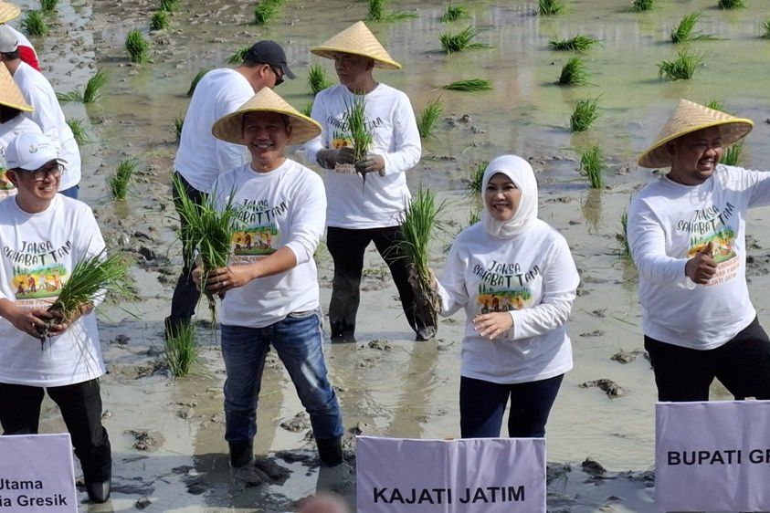 Jaksa Sahabat Tani, Kajati Jatim dan Bupati Gresik Tanam Padi Dukung Ketahanan Pangan 