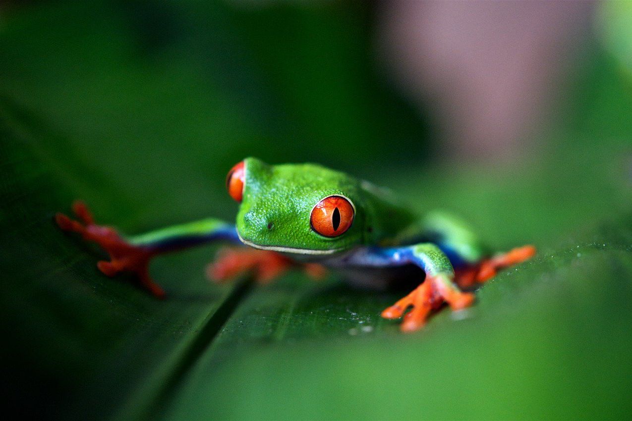 Katak Costa Rica Tiba di Inggris Menumpang Kotak Pisang 