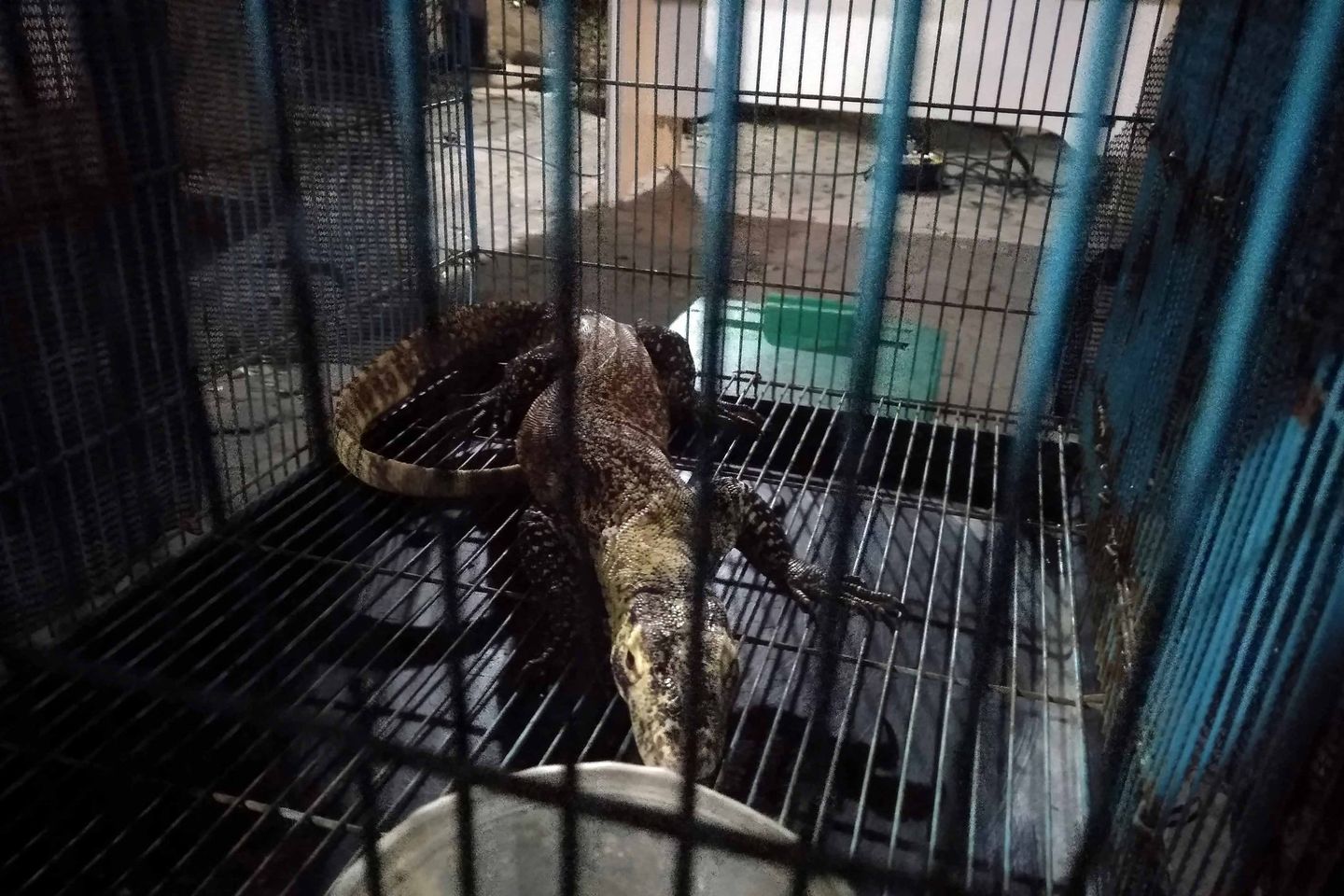 BBKSDA Jatim Lepas Liarkan Enam Komodo ke Pulau Ontoloe