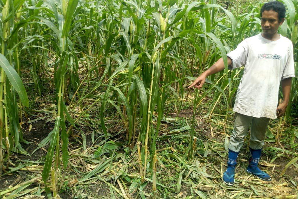 Babi Hutan Resahkan Petani di Ponorogo