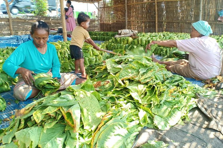 Harga Tembakau Merosot, Petani Probolinggo Desak Pemda Potong Rantai Tengkulak