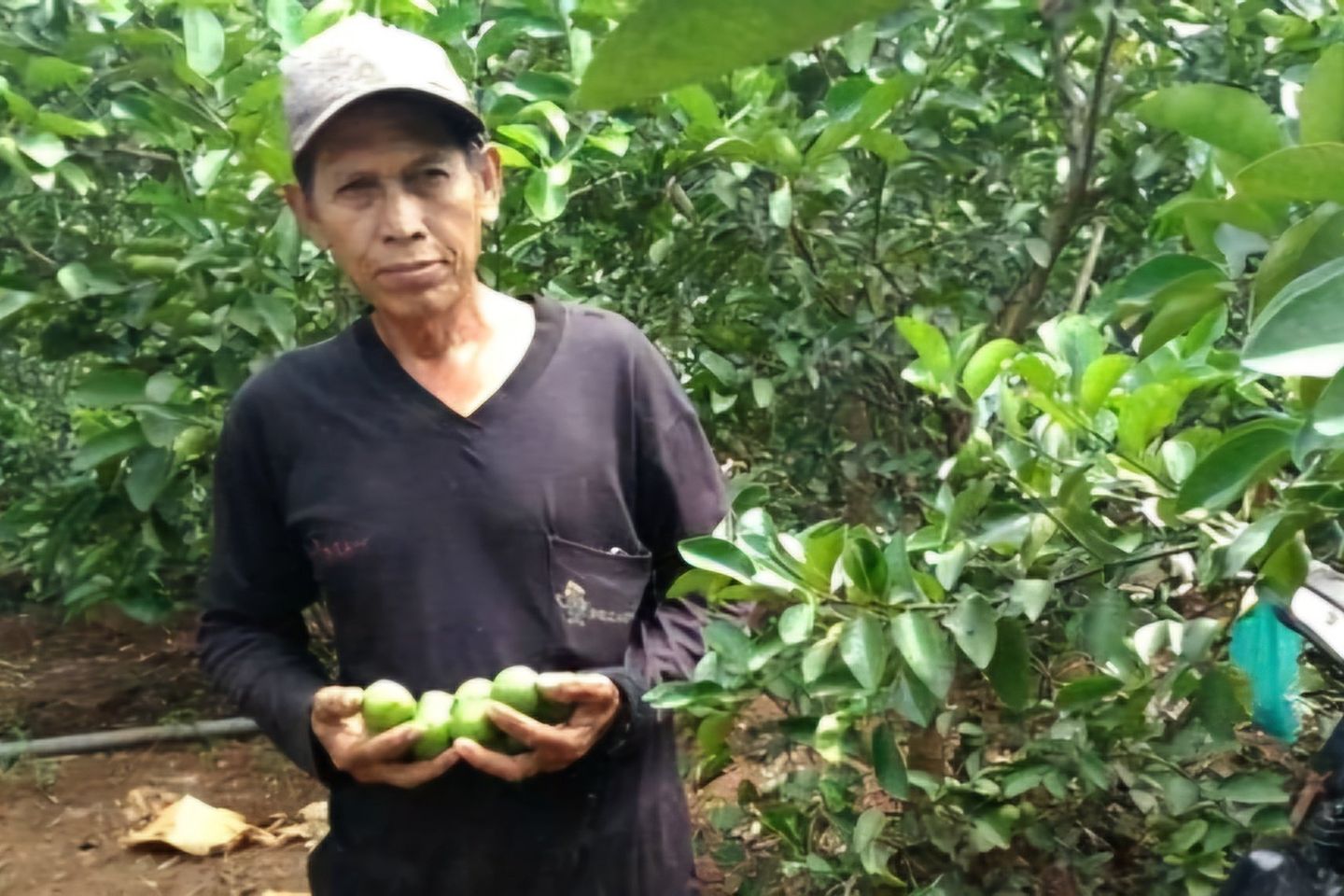 Sentra Jeruk Nipis Desa Kebonagung Gresik, Omzet Satu Petani Bisa Capai Rp50 Juta