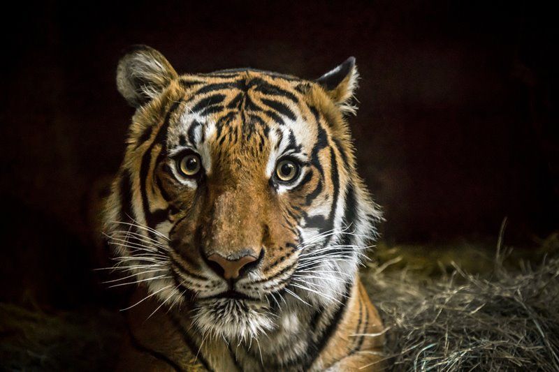 61 Harimau Thailand Mati di Stasiun Penangkaran