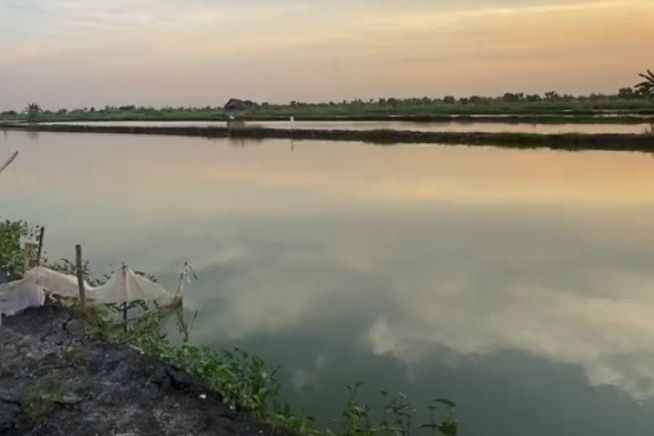 Presiden Terbitkan Perpres, Petani Tambak di Lamongan Dapat Jatah Pupuk Subsidi
