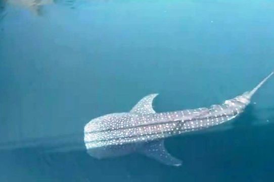 Hiu Paus Berukuran 4,5 Meter Terjebak di Saluran Air PLTU Paiton