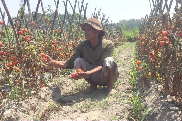 Harga Anjlok, Petani Blitar Biarkan Tomat Mengering di Sawah