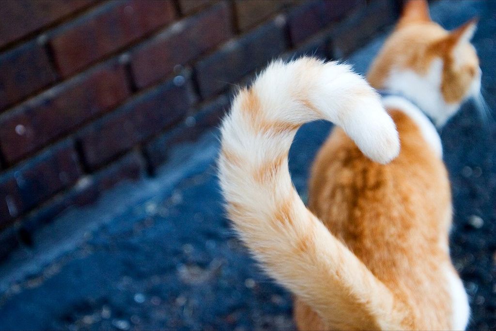 Ketahui Bahasa Kucing dari Ekornya 