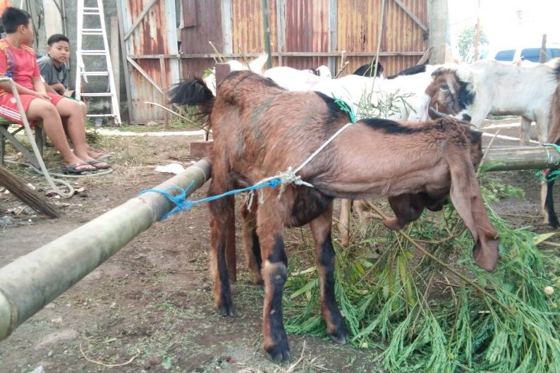 Pedagang Sebut Kesehatan Kambing Bisa Dilihat dari Keberadaan Luka