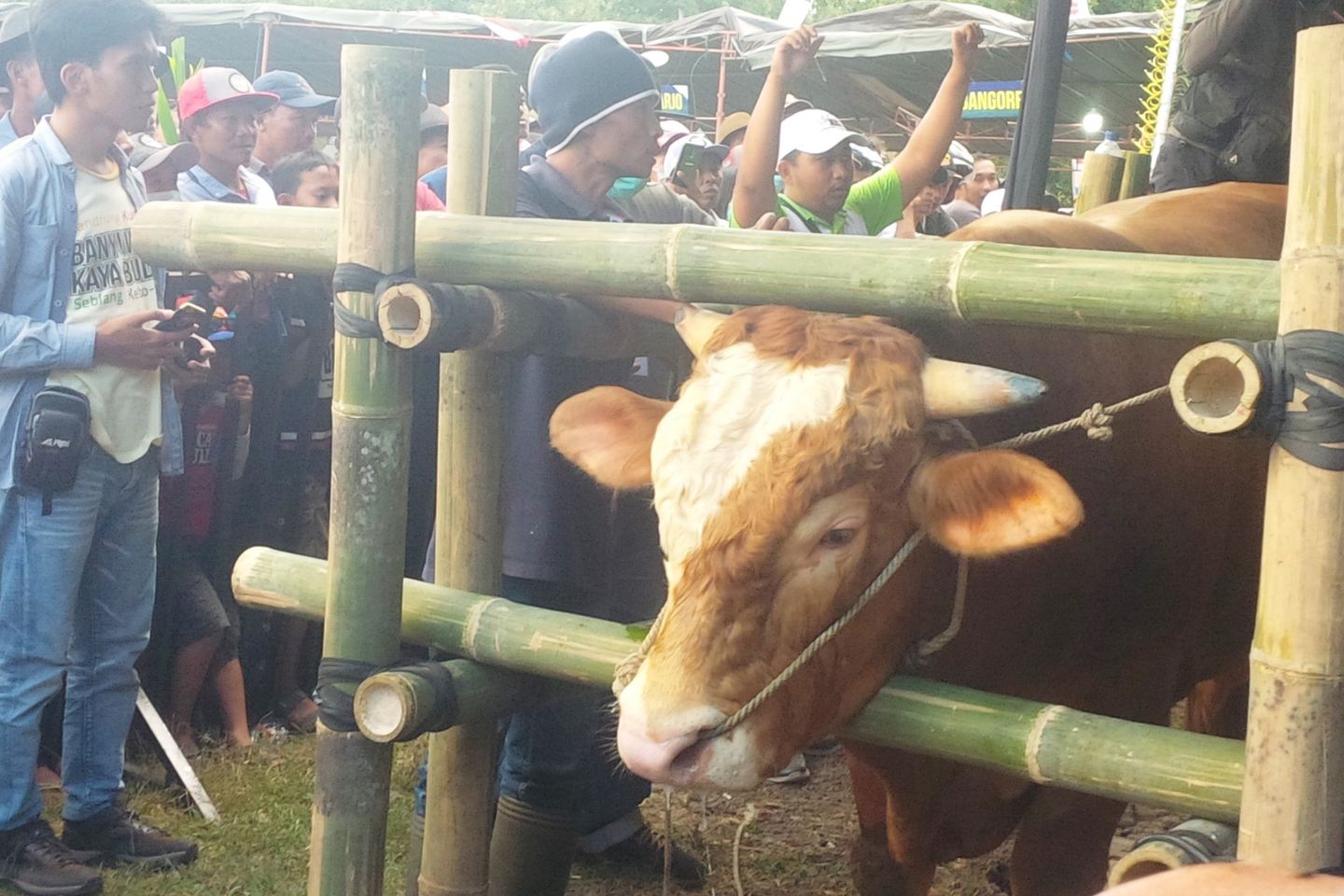 Pemkab Banyuwangi Gelar Kontes Hewan Ternak 